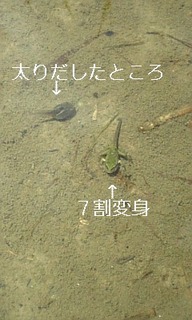 frog.jpg